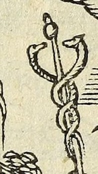 The Serpent and the Dragon in Facundia difficilis
