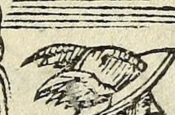 The Angel and the Wing in Facundia difficilis
