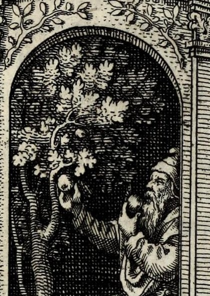 The Tree in Arborem cum sene conclude in rorida domo, & comedens de fructu ejus fiet juvenis