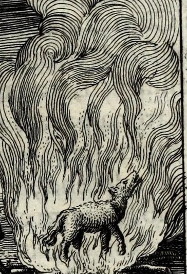 Fire in Regem lupus voravit & vitæ crematus reddidit