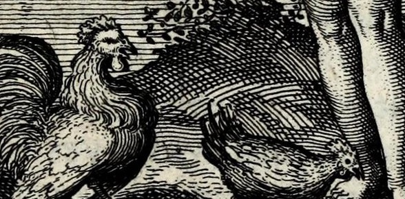 The Bird in Sol indiget lunâ, ut gallus gallinâ