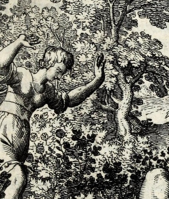 The Tree in Adonis ab apro occiditur, cui Venus accurrens tinxit Rosas sanguine