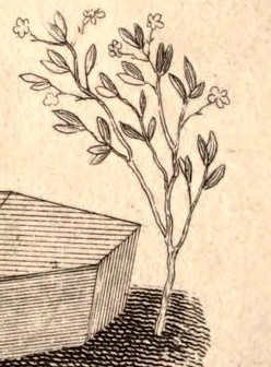 The Tree in The Setting Maul, the Spade, the Coffin and the Sprig of Acacia
