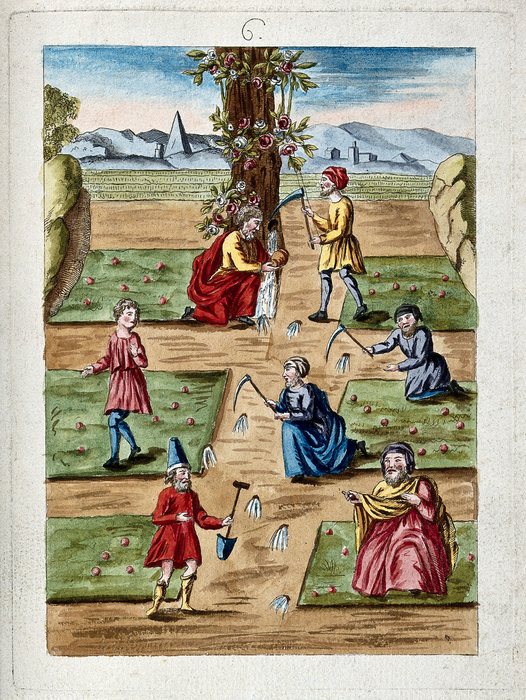 The Rose Tree on the Hollow Oak, and the Blind Diggers