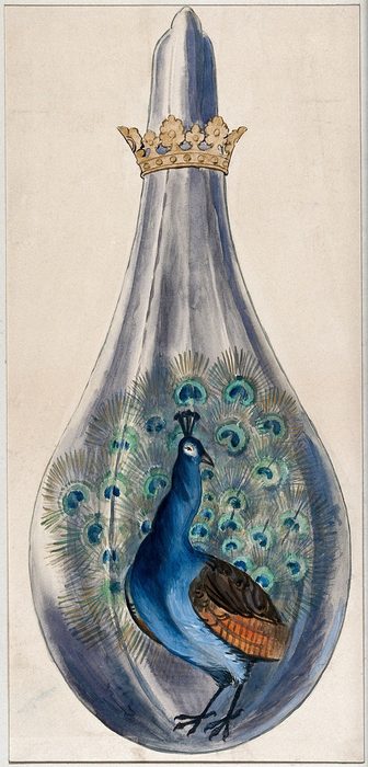 The Peacock in the Flask