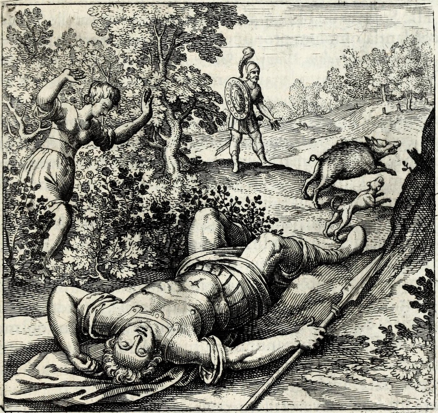 Adonis ab apro occiditur, cui Venus accurrens tinxit Rosas sanguine