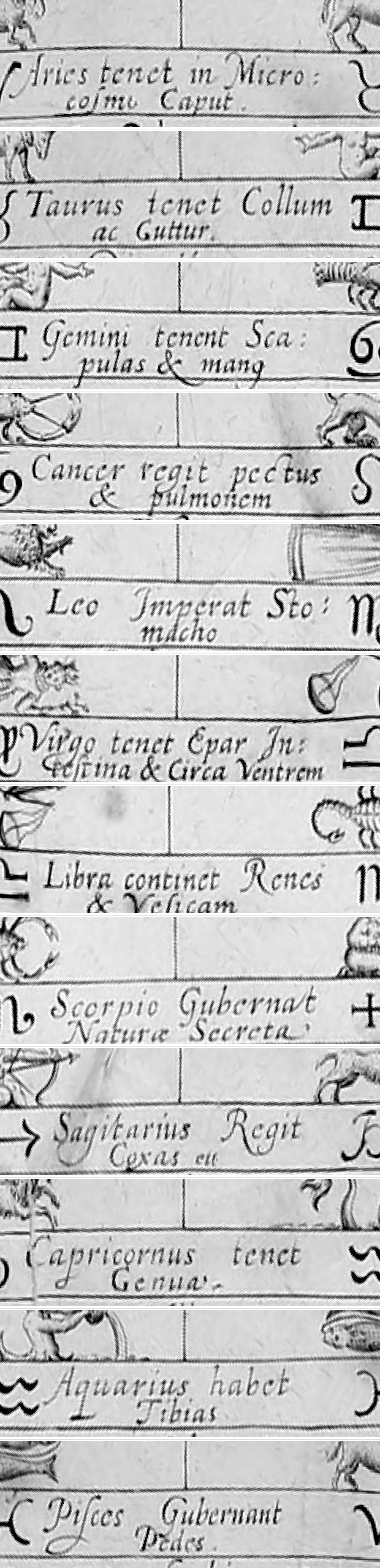 The outer ring of the plate unwrapped into twelve stacked rows, each a sign and its part of the body in engraved italic.